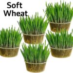 Cat grass kit x2 & x4 containers - Easy Grow your own kit